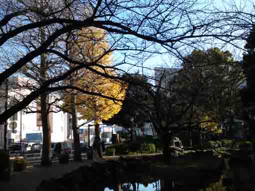 gingko trees along Komatsugawa Sakaigawa