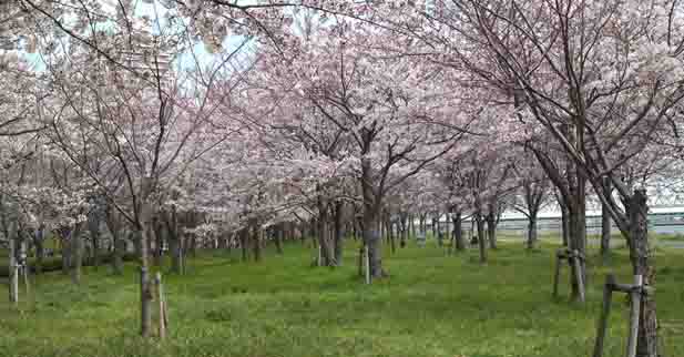 Komatsugawa Senbon Sakura in Edogawaku