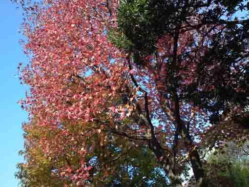 小松川境川親水公園真っ赤な楓