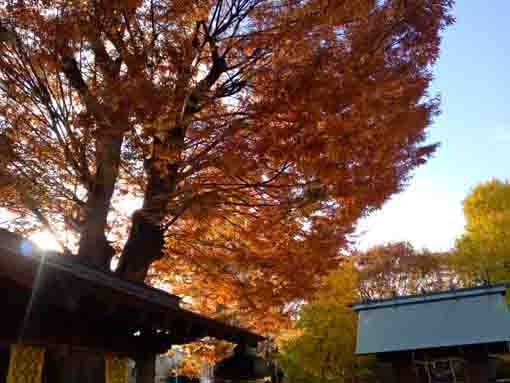 令和３年江戸川区本一色天祖神社秋の風景２