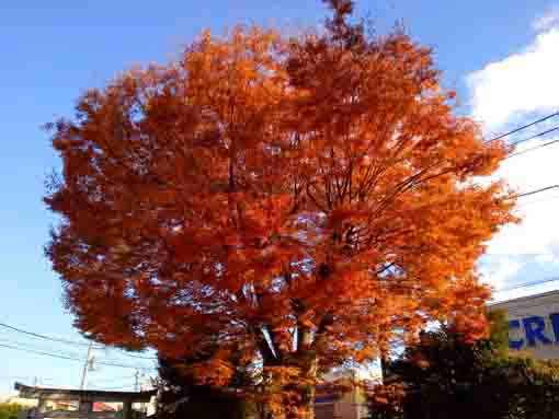 本一色天祖神社の紅葉２