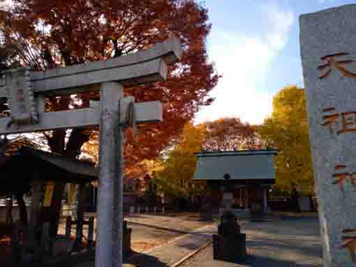 本一色天祖神社の紅葉１