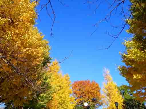 小松川境川親水公園の紅葉３