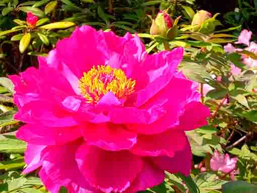 Peonies in Komyoji Temple