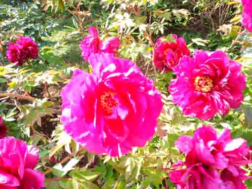 稲香山横道院光明寺に咲く牡丹の花１