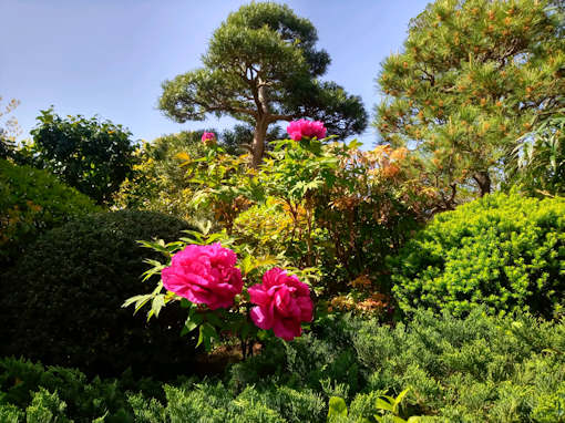 令和６年船堀光明寺の牡丹の花