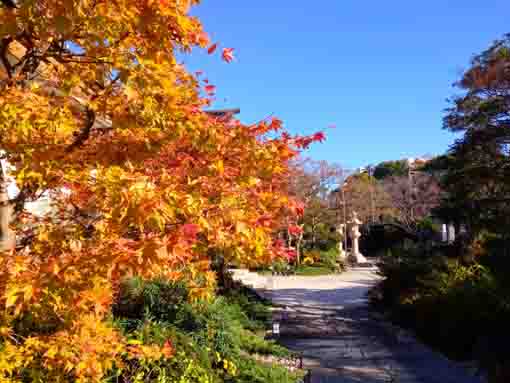 令和３年秋光明寺の紅葉５