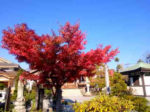 令和３年秋光明寺の紅葉１