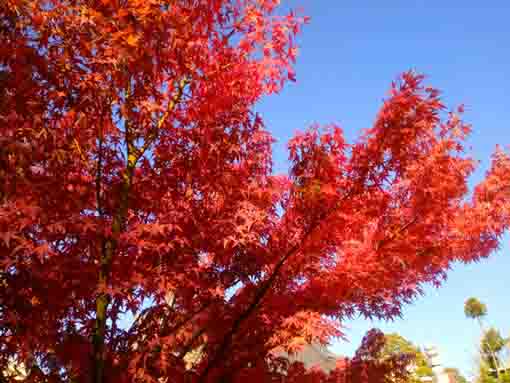 令和３年秋光明寺の紅葉２