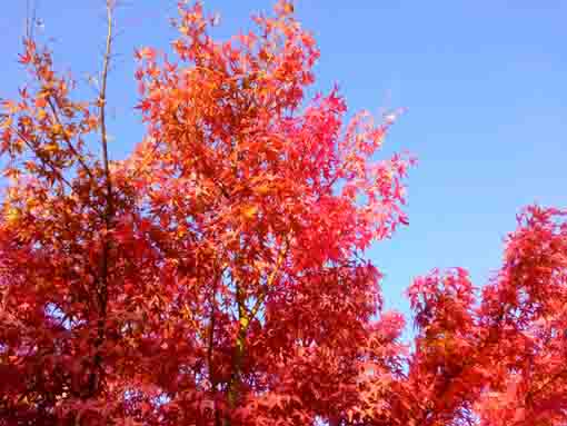 令和３年秋光明寺の紅葉３