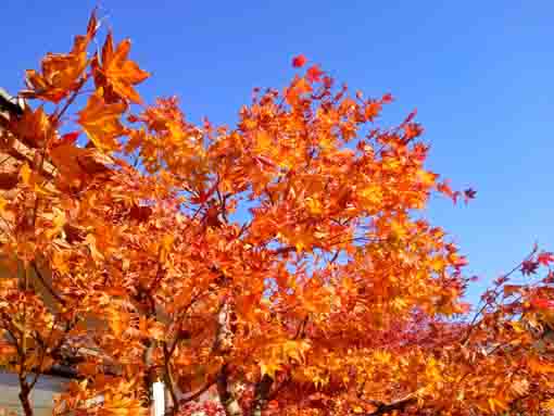 令和３年秋光明寺の紅葉６