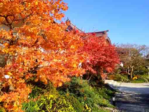 令和３年秋光明寺の紅葉４