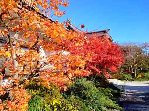 令和３年秋紅葉に彩られる光明寺