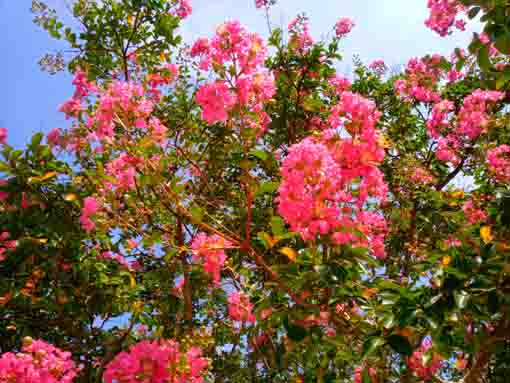 令和３年夏光明寺に咲く百日紅の花３