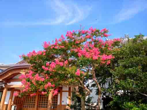 令和３年夏光明寺に咲く百日紅の花２