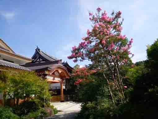 令和３年夏光明寺に咲く百日紅の花１