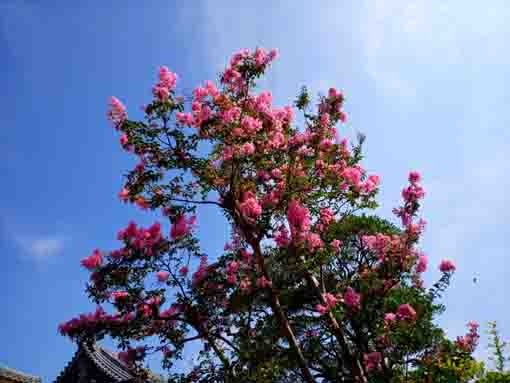 令和３年夏光明寺に咲く百日紅の花４