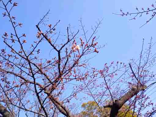 令和４年新川大島桜の開花