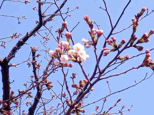 令和４年新川ソメイヨシノの開花