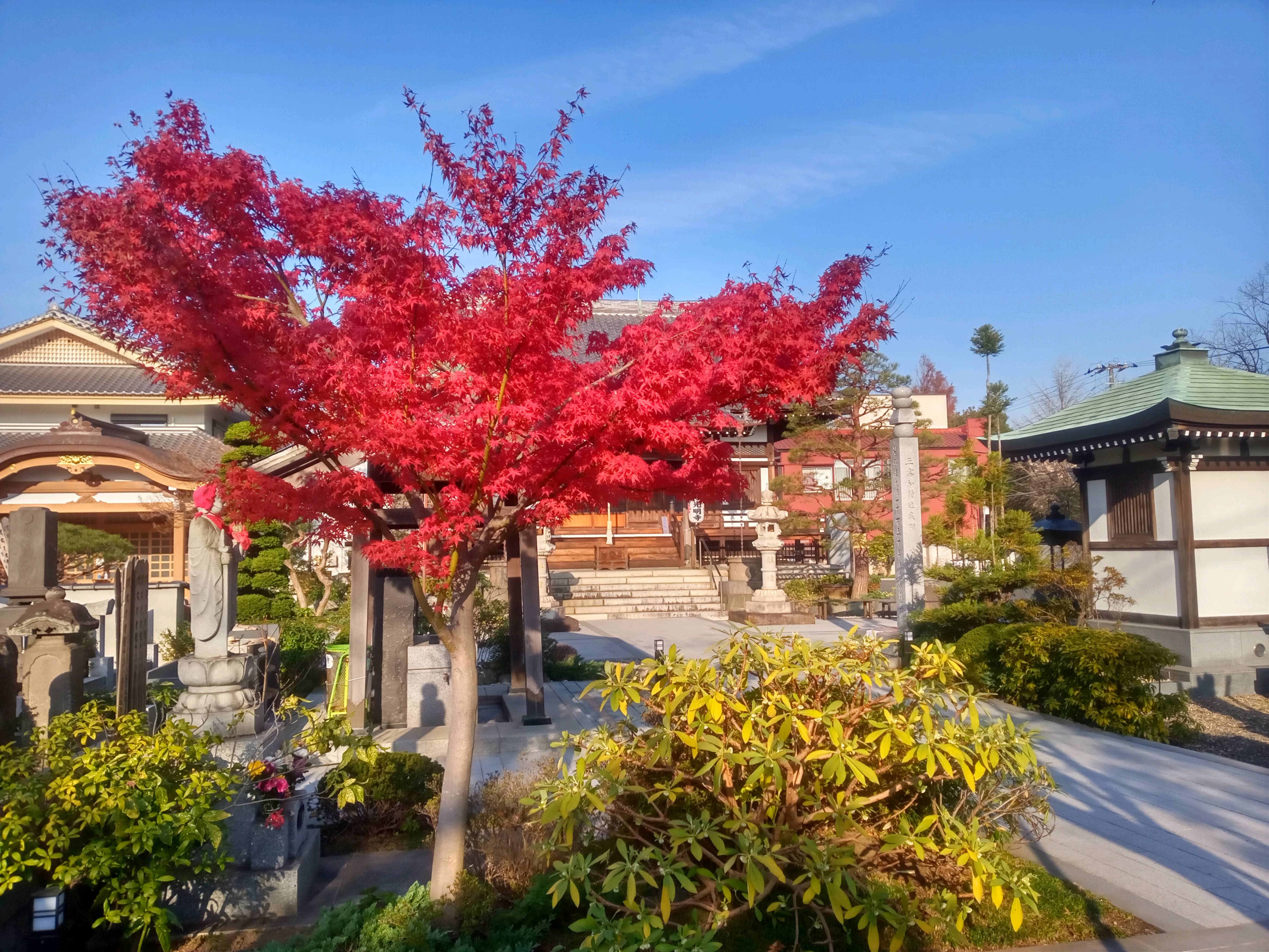 稲香山横道院光明寺の紅葉１