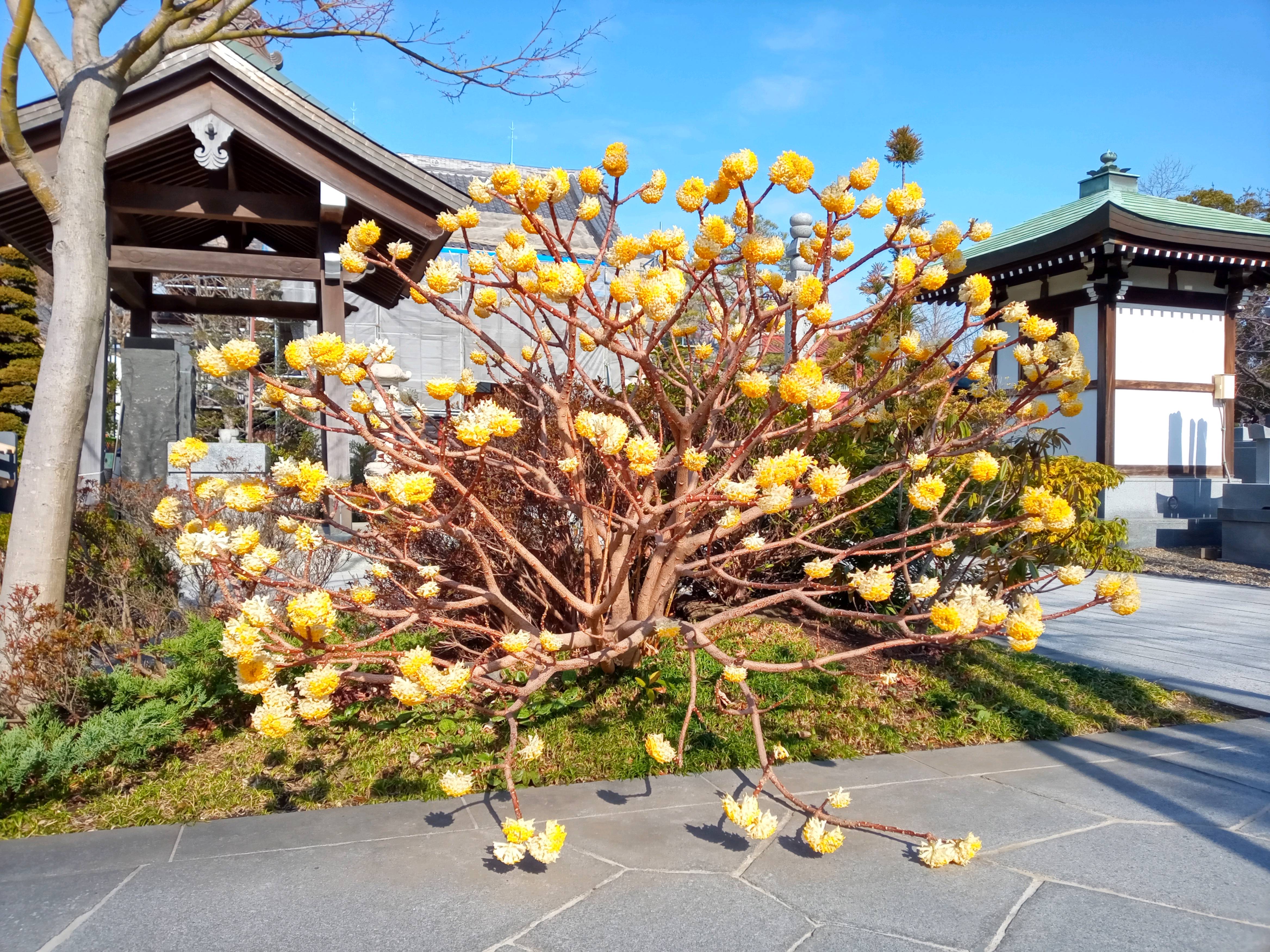 稲香山横道院光明寺に咲くミツマタの花