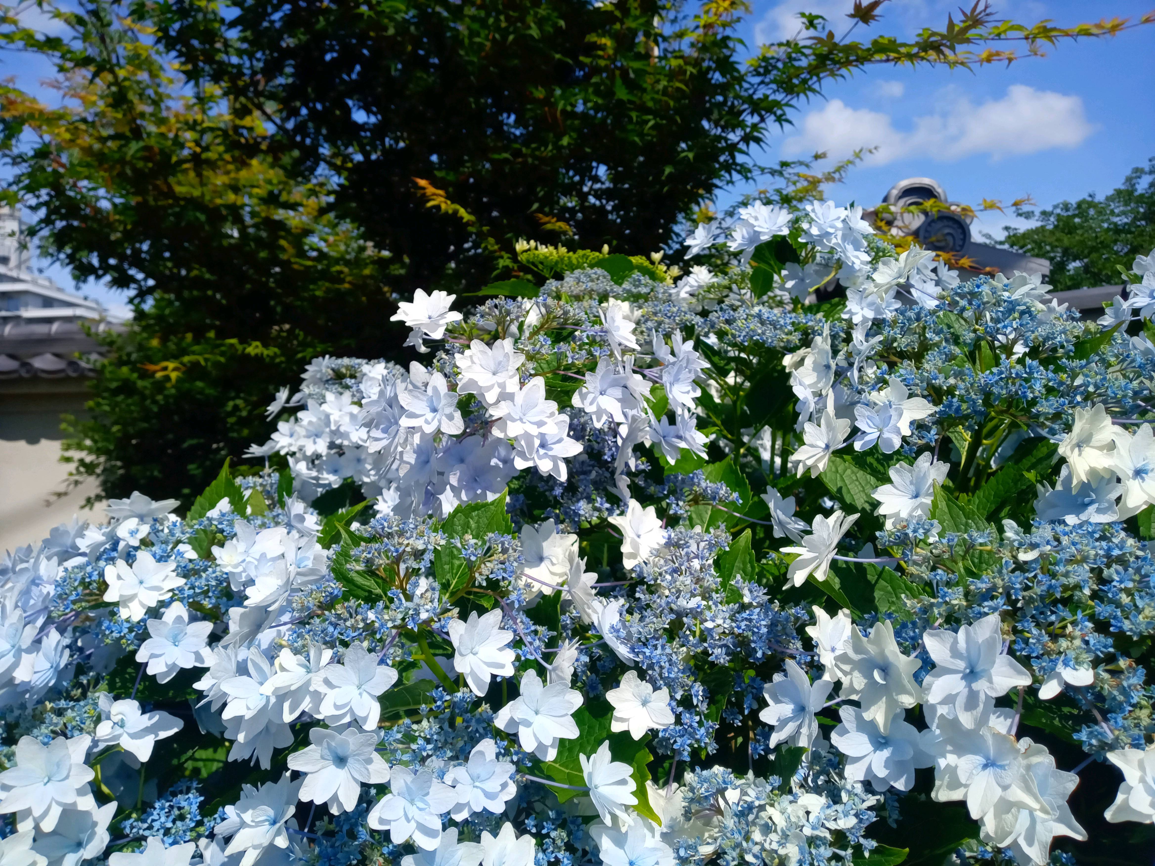 稲香山横道院光明寺に咲く紫陽花の花