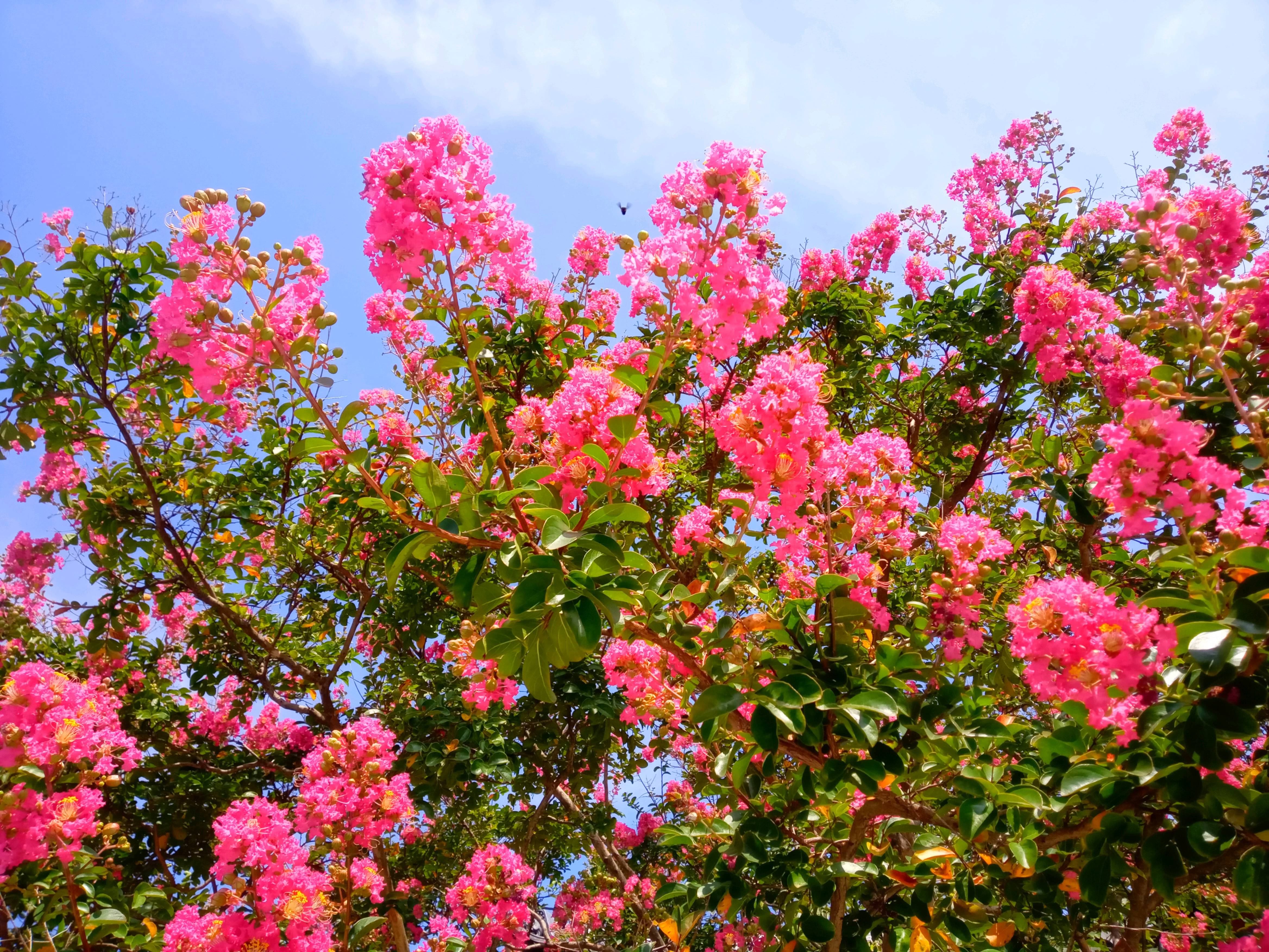稲香山横道院光明寺に咲く百日紅の花