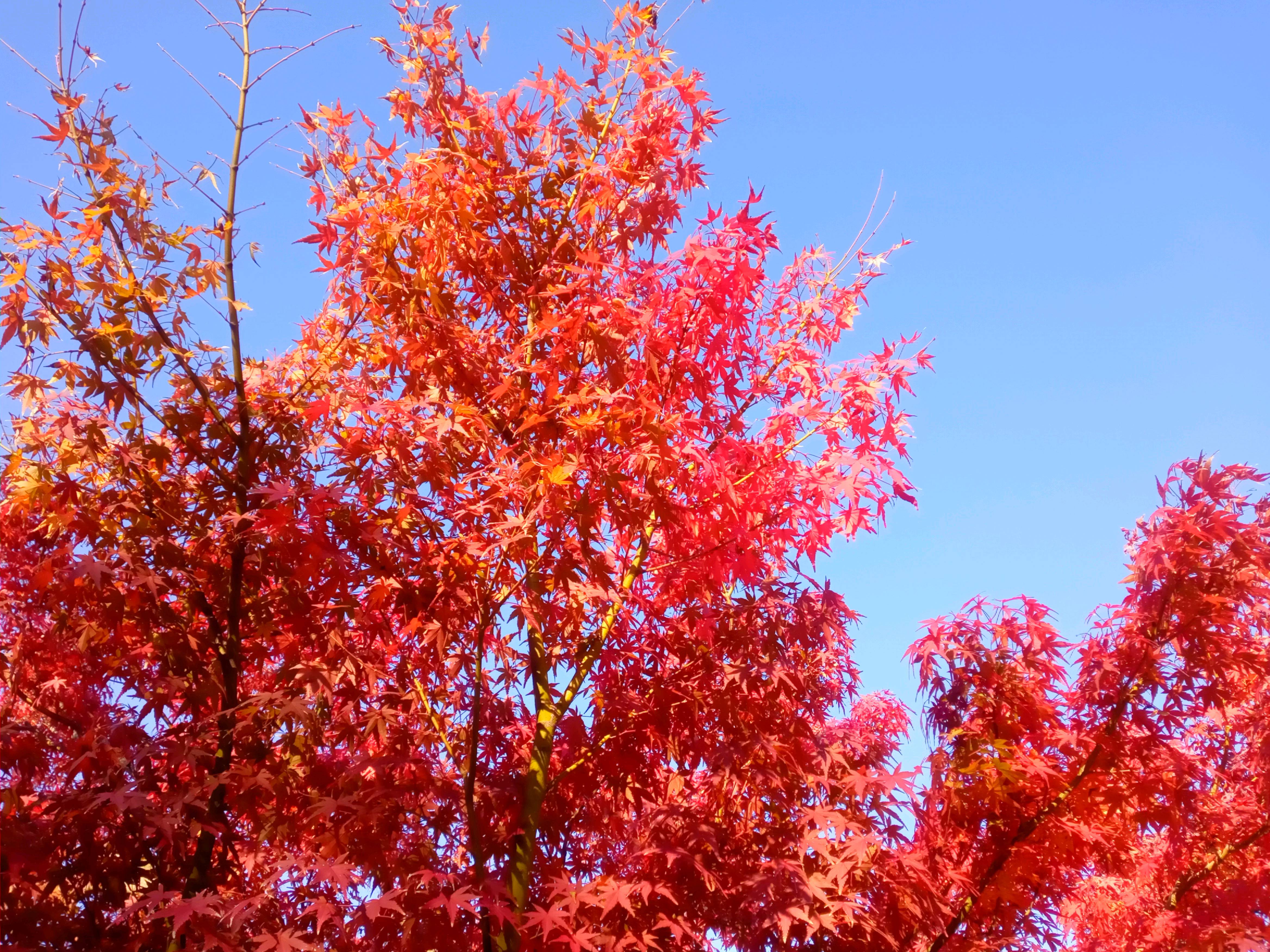 稲香山横道院光明寺の紅葉２