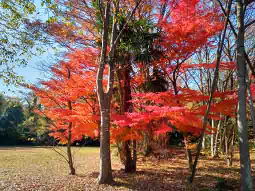 令和5年秋国府台緑地の紅葉1