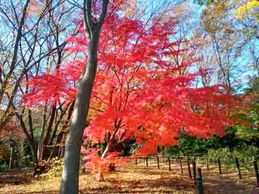 令和5年秋国府台緑地