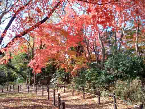 �ߘa�T�N�H���{��Βn�̍g�t�Q