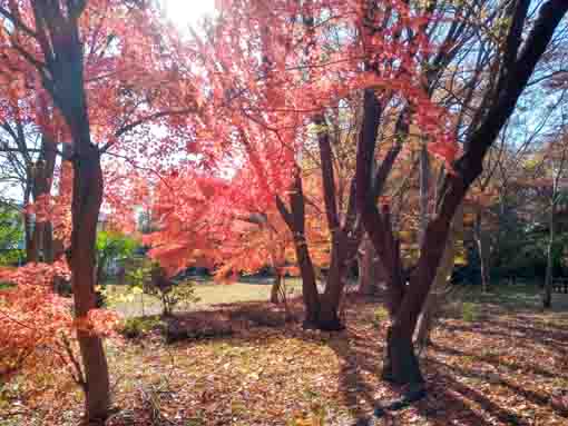 令和5年秋国府台緑地の紅葉3