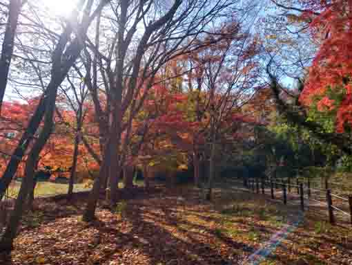 �ߘa�T�N�H���{��Βn�̍g�t�S