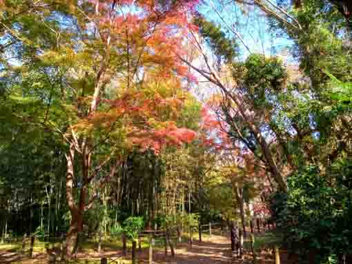 令和5年秋国府台緑地の紅葉5