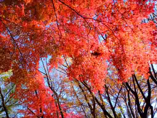 令和5年秋国府台緑地の紅葉7