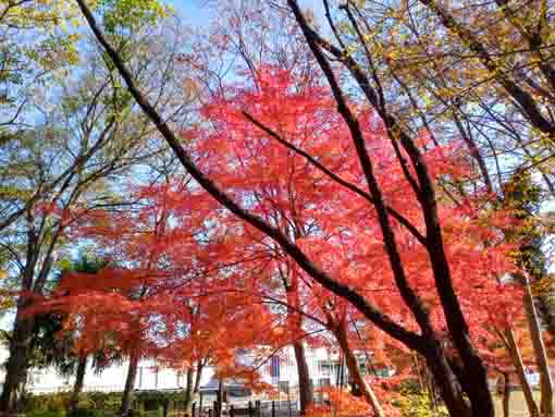 �ߘa�T�N�H���{��Βn�̍g�t�W