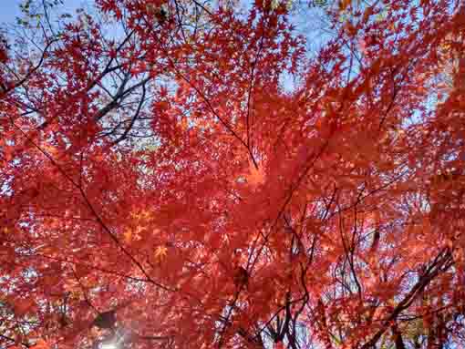 令和5年秋国府台緑地の紅葉9