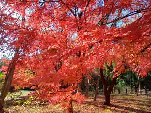 �ߘa�T�N�H���{��Βn�̍g�t�P�O