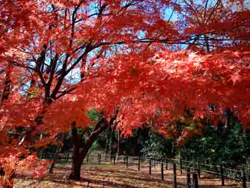 令和5年秋国府台緑地の紅葉11