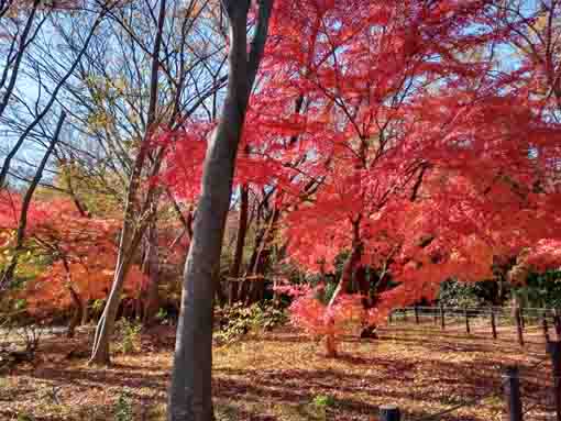 �ߘa�T�N�H���{��Βn�̍g�t�P�Q