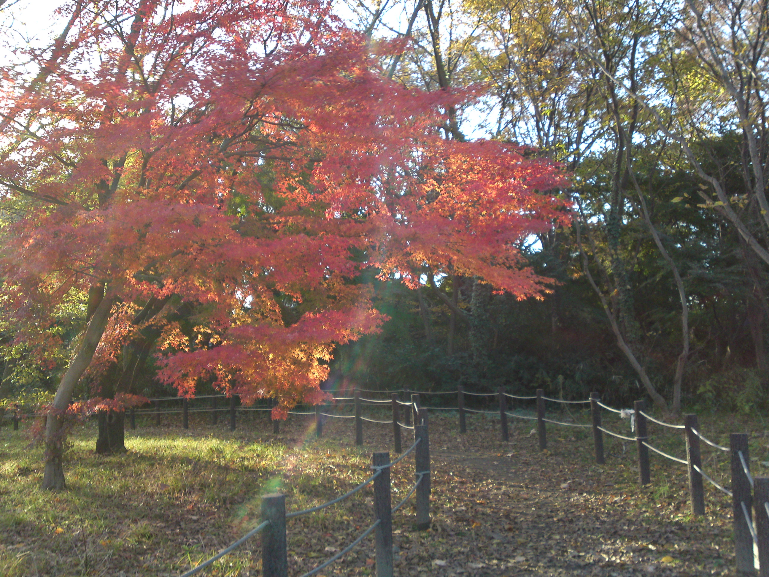 2016年国府台緑地秋紅葉の写真１