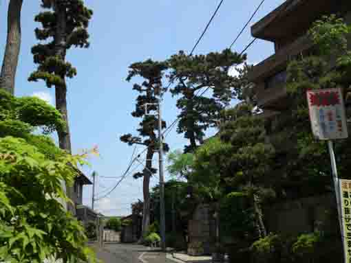 black pine trees in residential area