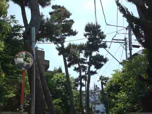 新田の住宅街に林立する黒松の木々