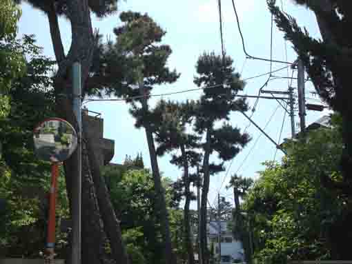 lined pine trees in Shinden