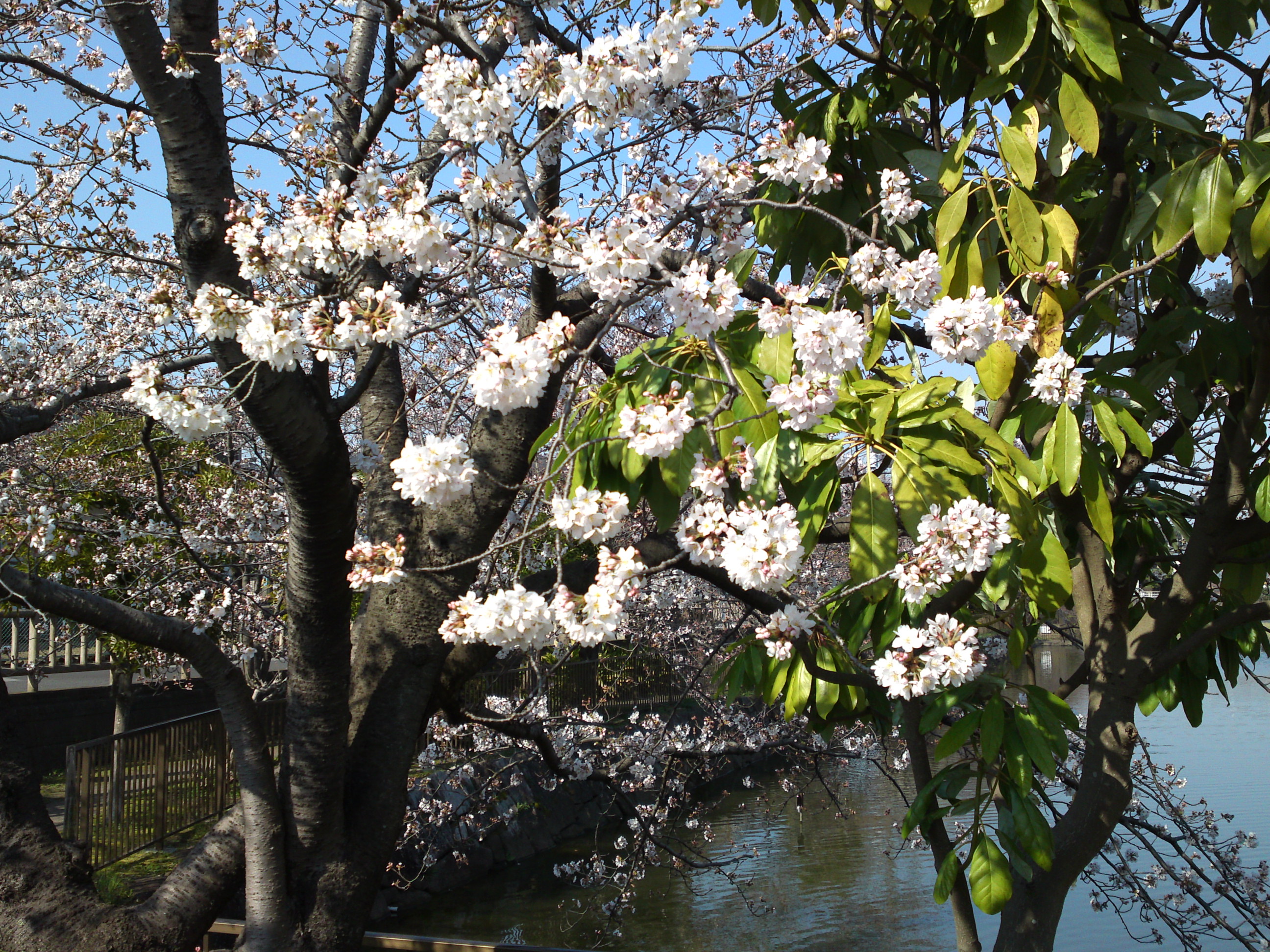 2018年こざと公園咲く桜の花２