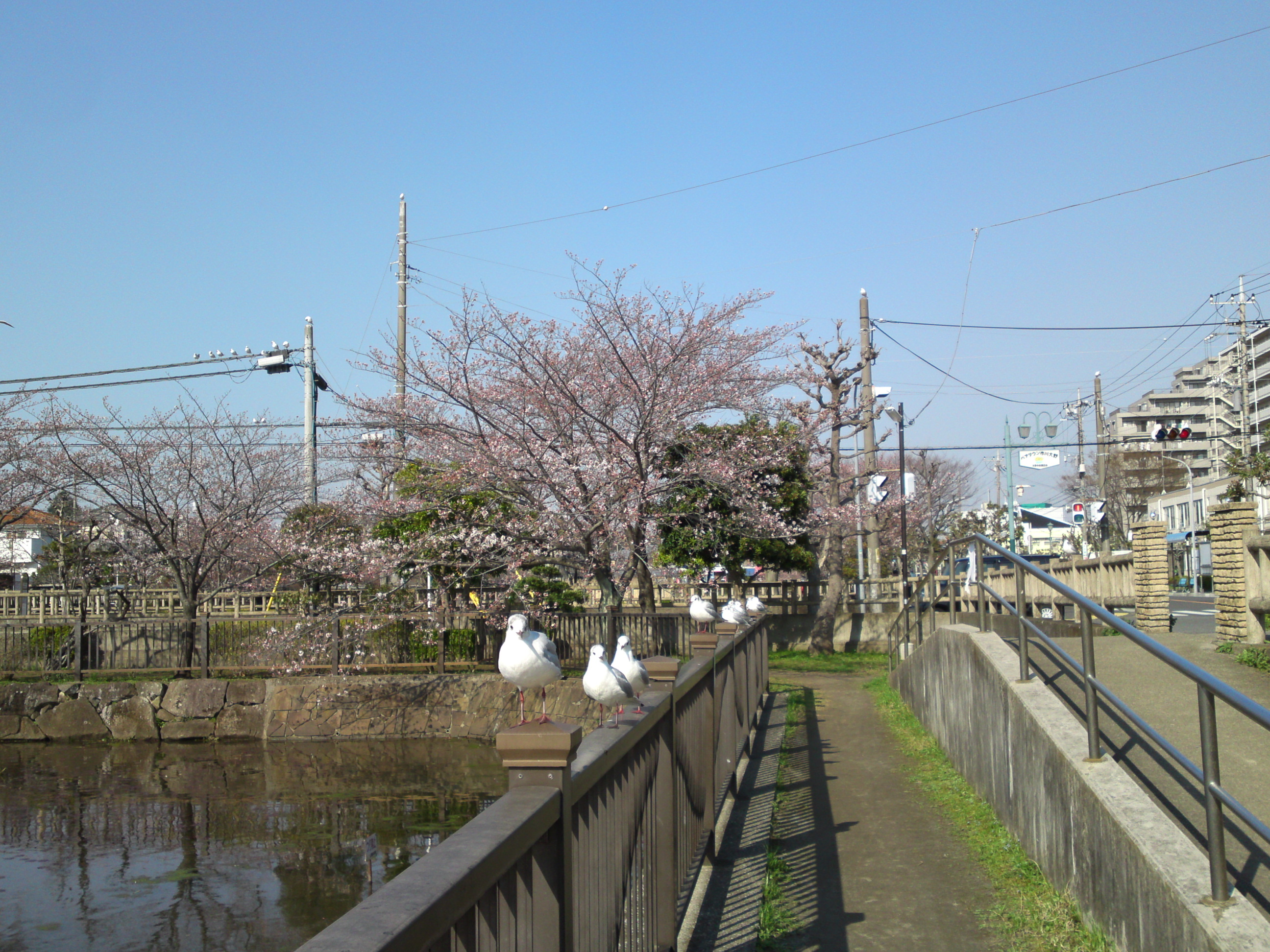 2018年こざと公園咲く桜の花と水鳥１