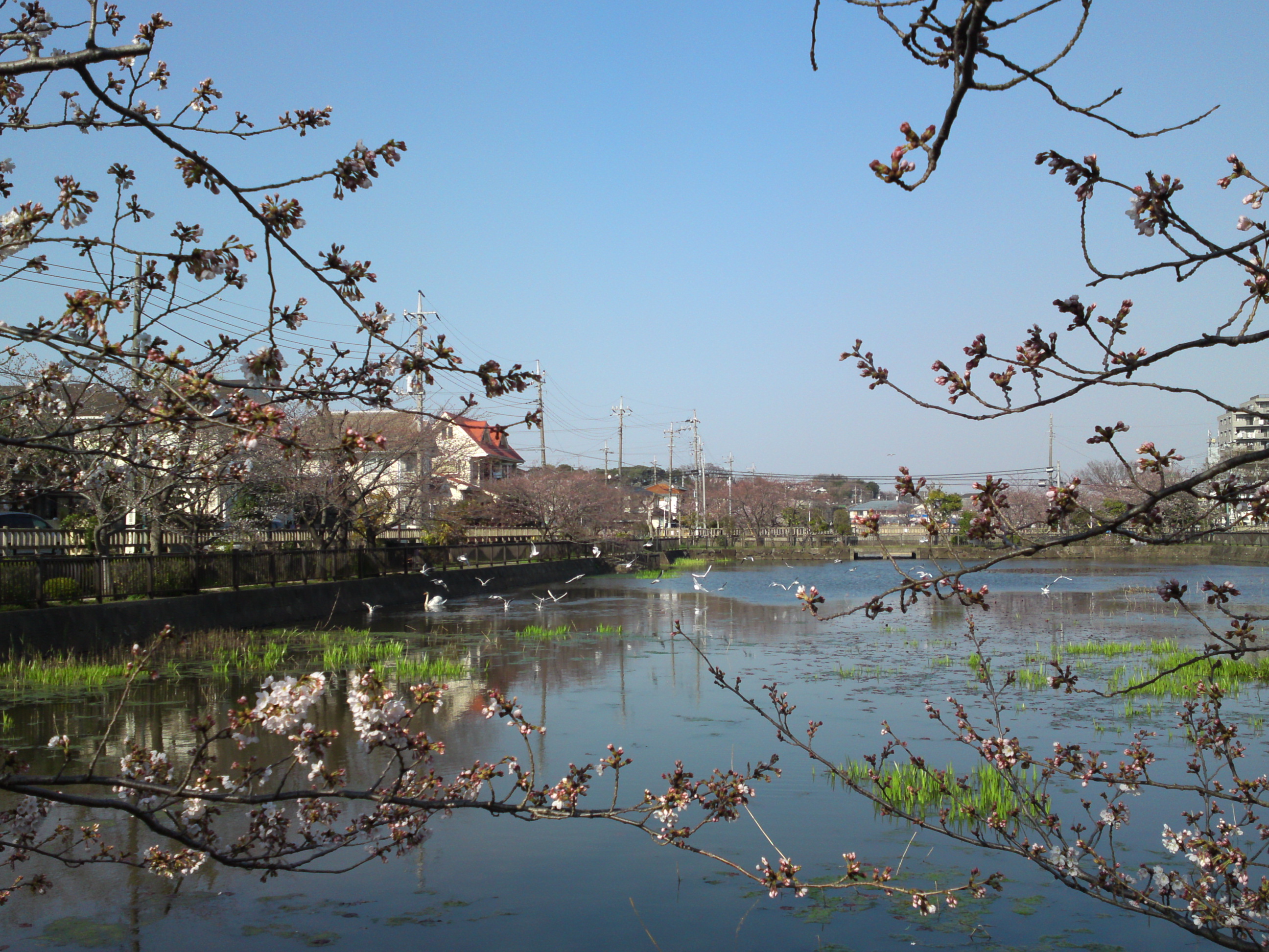 2018年こざと公園咲く桜の花と水鳥２