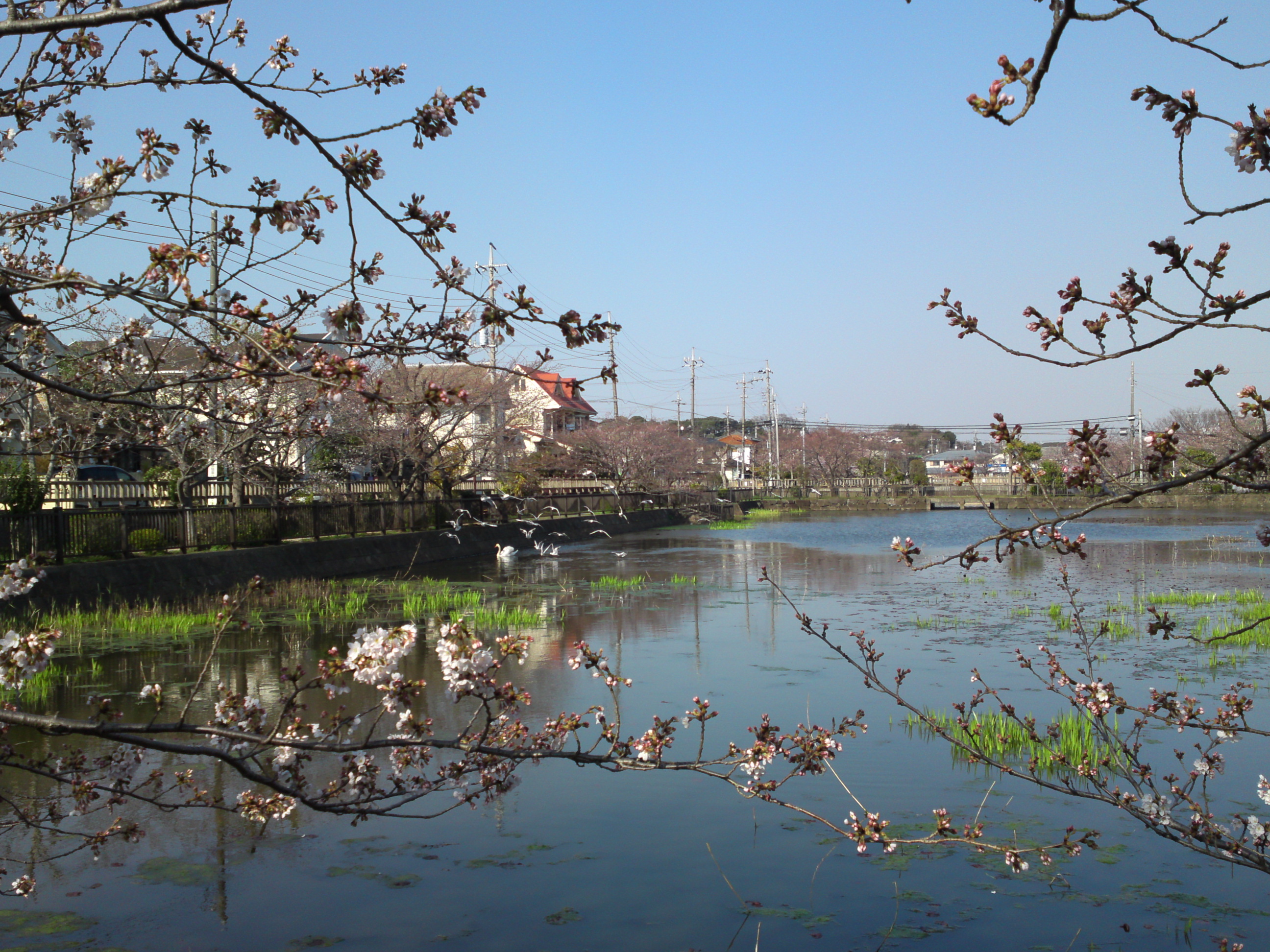 2018年こざと公園咲く桜の花と水鳥３