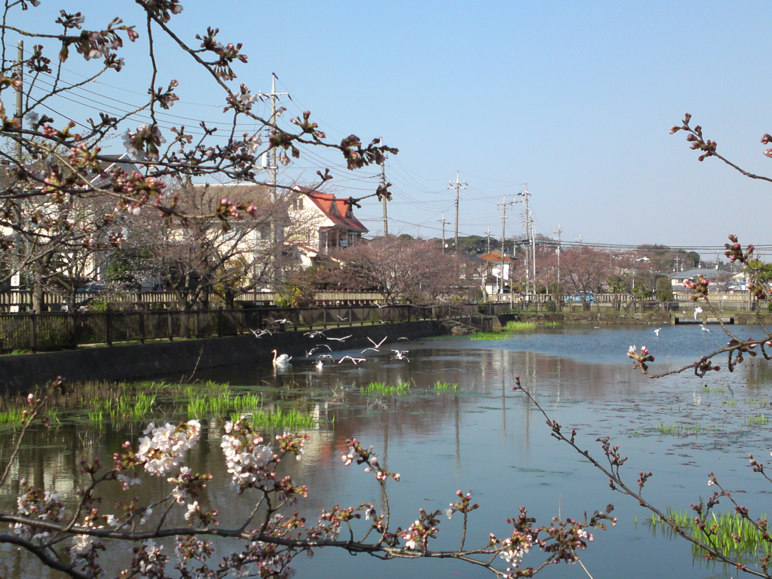 2018年こざと公園咲く桜の花と水鳥４