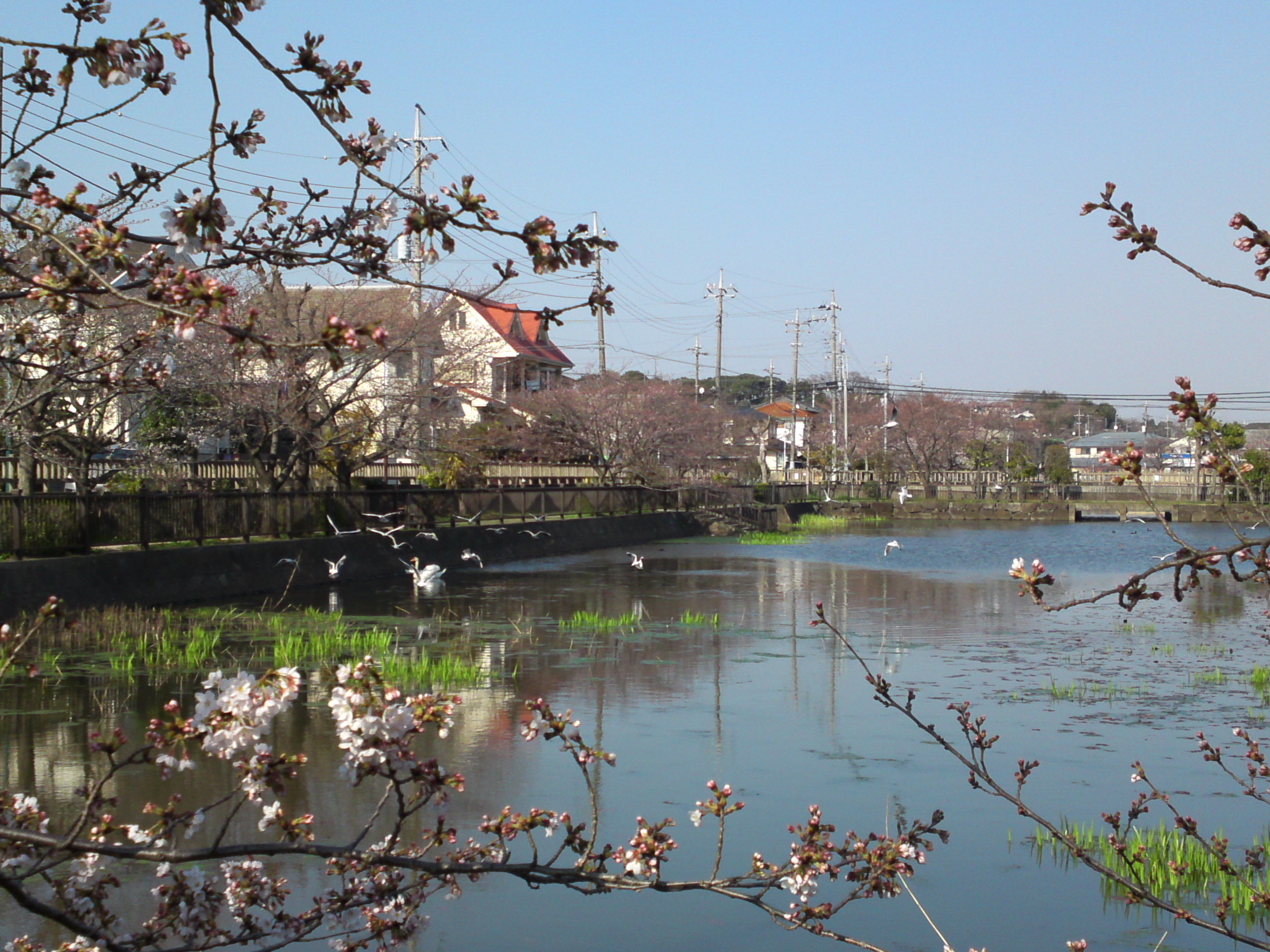 2018年こざと公園咲く桜の花と水鳥５